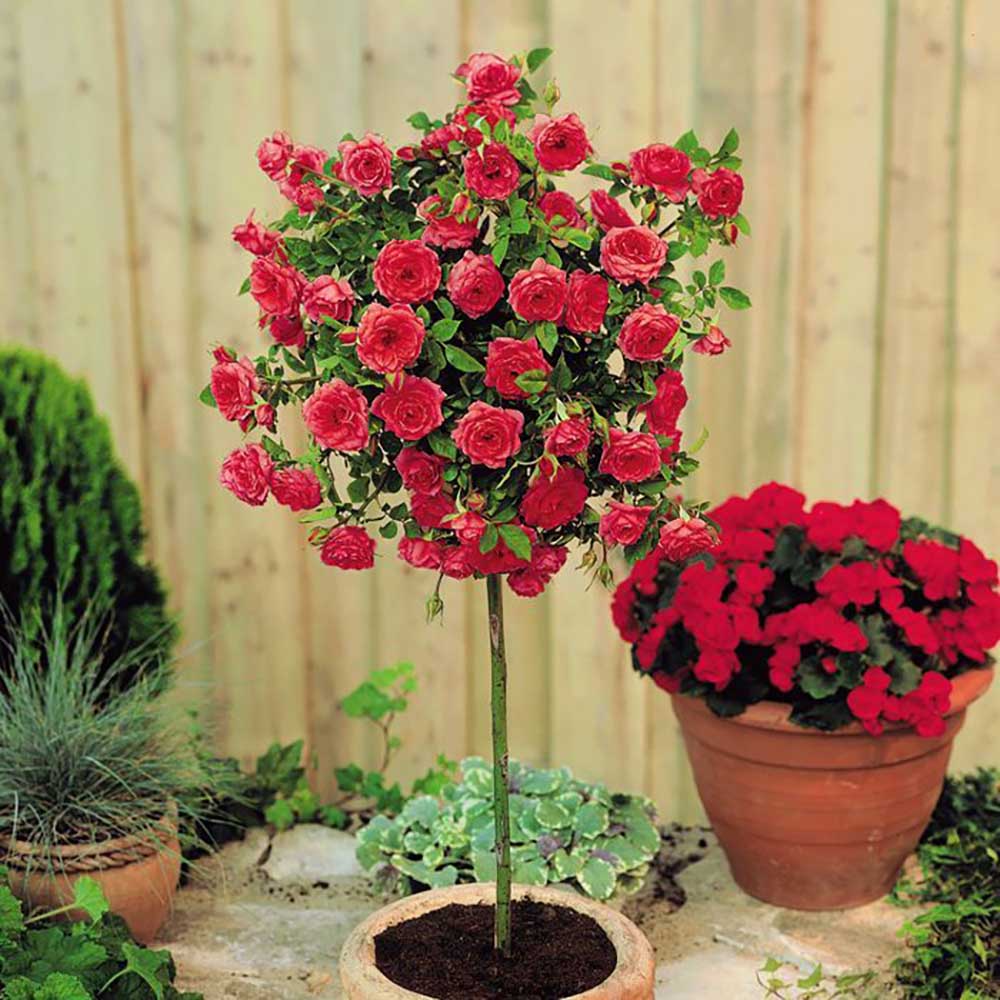 Trandafir Pomisor rosu Red Romanza, parfum intens