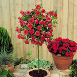 Trandafir Pomisor rosu Red Romanza, parfum intens