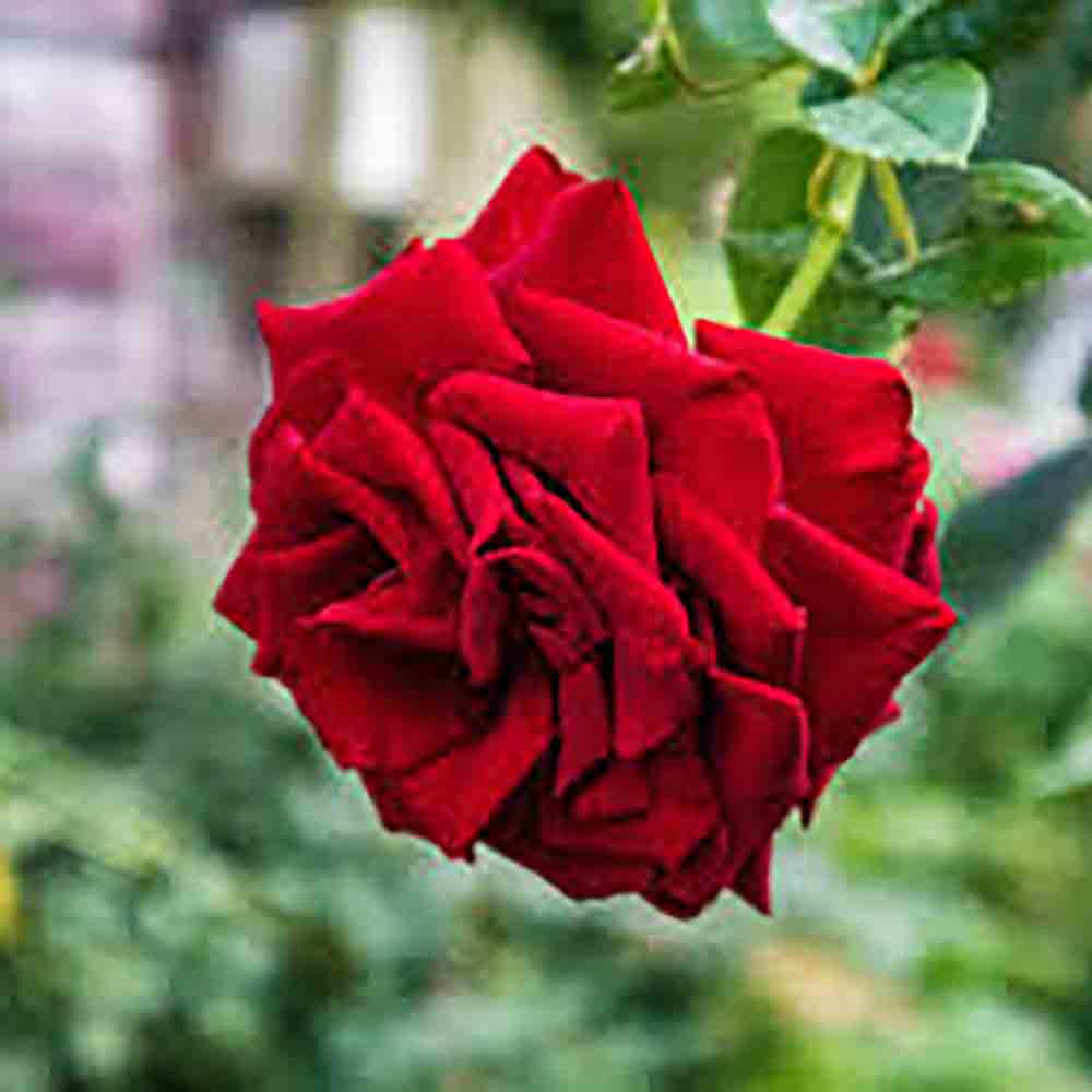 Trandafir Pomisor rosu Red Romanza, parfum intens