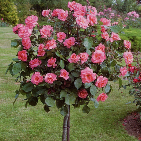 Trandafir Pomisor roz-cais Augusta Louise, inflorire repetata