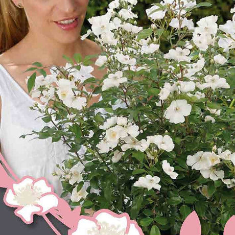 Trandafir Rosy Boom Alb