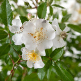 Trandafir Rosy Boom Alb