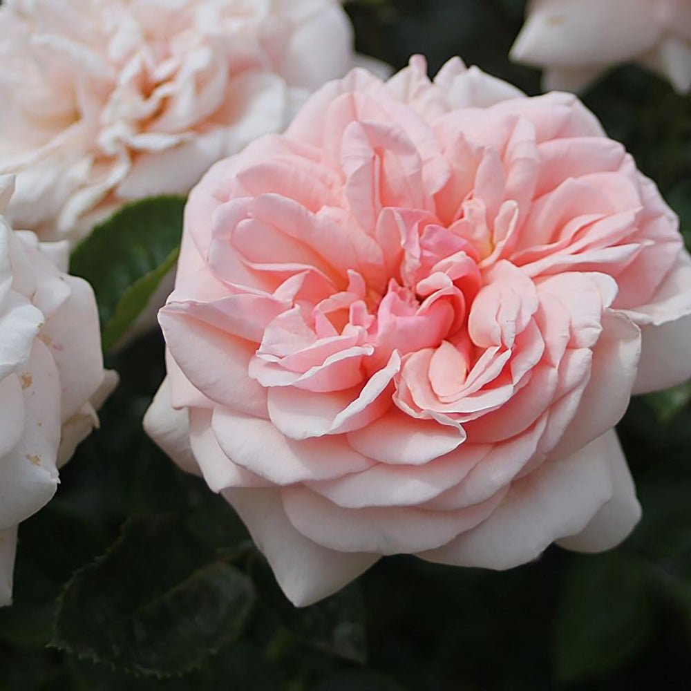 Trandafir Teahibrid roz-portelan Aphrodite, inflorire repetata
