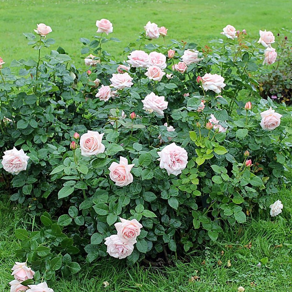 Trandafir Teahibrid roz-portelan Aphrodite, inflorire repetata