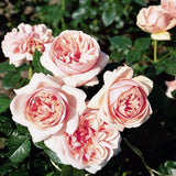 Trandafir Teahibrid roz-portelan Aphrodite, inflorire repetata