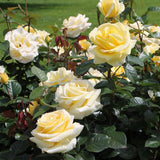 Trandafir Teahibrid galben-deschis Avec Amour, inflorire repetata