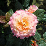 Trandafir Teahibrid galben-piersic Aquarell, parfum intens