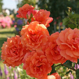 Trandafir Teahibrid portocaliu Lambada, inflorire repetata