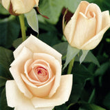 Trandafir Teahibrid piersica-fildes Osiana, inflorire repetata