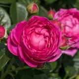 Trandafir Teahibrid violet-inchis Anuschka, parfum intens