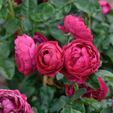 Trandafir Teahibrid purpuriu Ascot, inflorire repetata