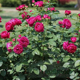Trandafir Teahibrid purpuriu Ascot, inflorire repetata