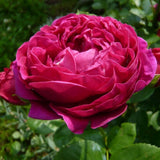 Trandafir Teahibrid purpuriu Ascot, inflorire repetata