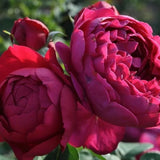 Trandafir Teahibrid purpuriu Ascot, inflorire repetata