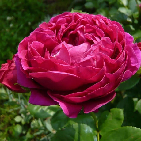 Trandafir Teahibrid purpuriu Ascot, inflorire repetata