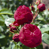 Trandafir Teahibrid rosu-zmeura Royal Piano, inflorire repetata