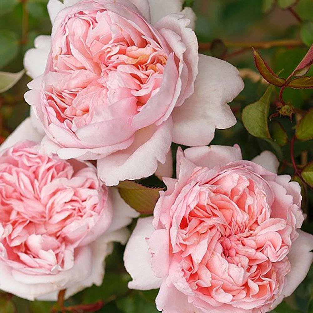 Trandafir Teahibrid roz-piersica Mauritia, parfum intens