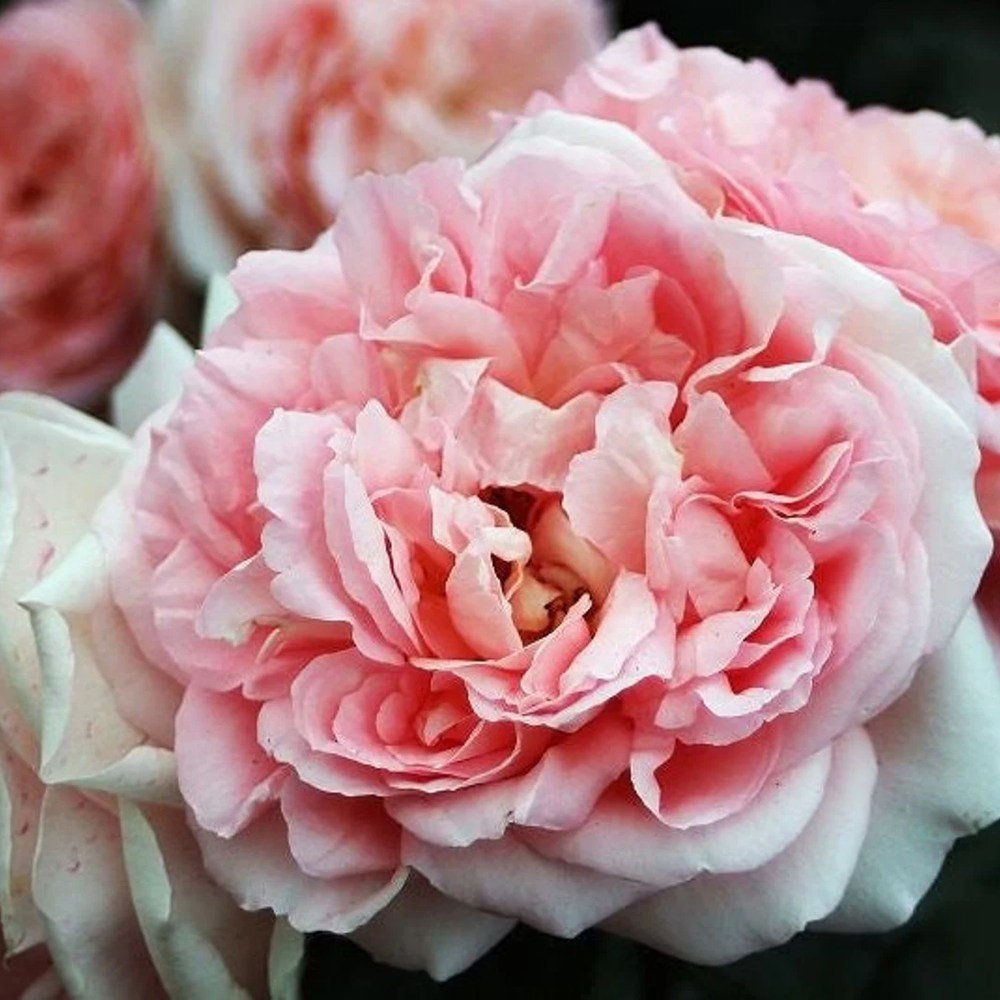 Trandafir Teahibrid roz-piersica Mauritia, parfum intens