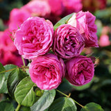 Trandafir Teahibrid roz-pink Pink Piano, inflorire repetata