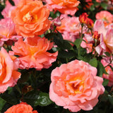 Trandafir Teahibrid roz-sampanie-piersica Augusta Luise, inflorire repetata