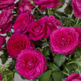 Trandafir Teahibrid roz-purpuriu Goethe-Rose, cu parfum intens