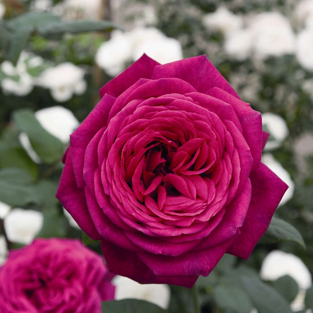 Trandafir Teahibrid roz-purpuriu Goethe-Rose, cu parfum intens