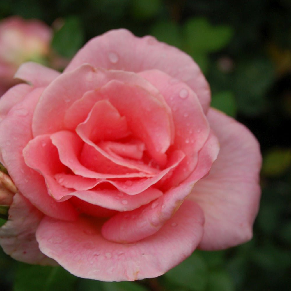 Trandafir Teahibrid roz Summer Lady, inflorire repetata