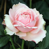 Trandafir Teahibrid roz-deschis Schoene Maid, cu parfum intens