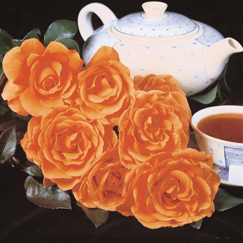 Trandafir Teahibrid portocaliu-auriu Tea Time, inflorire repetata