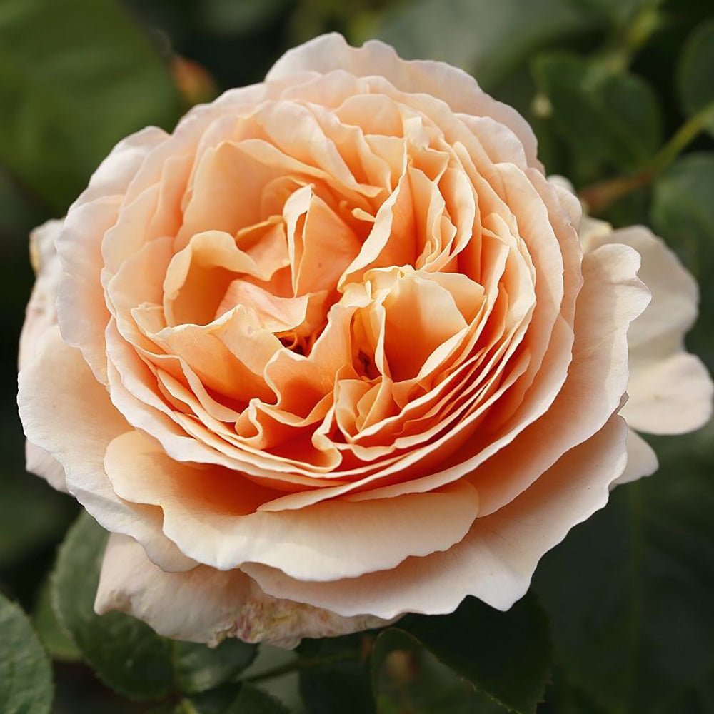 Trandafir Teahibrid cais-portocaliu Tropicana, parfum intens