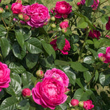 Trandafir Teahibrid violet-inchis Anuschka, parfum intens