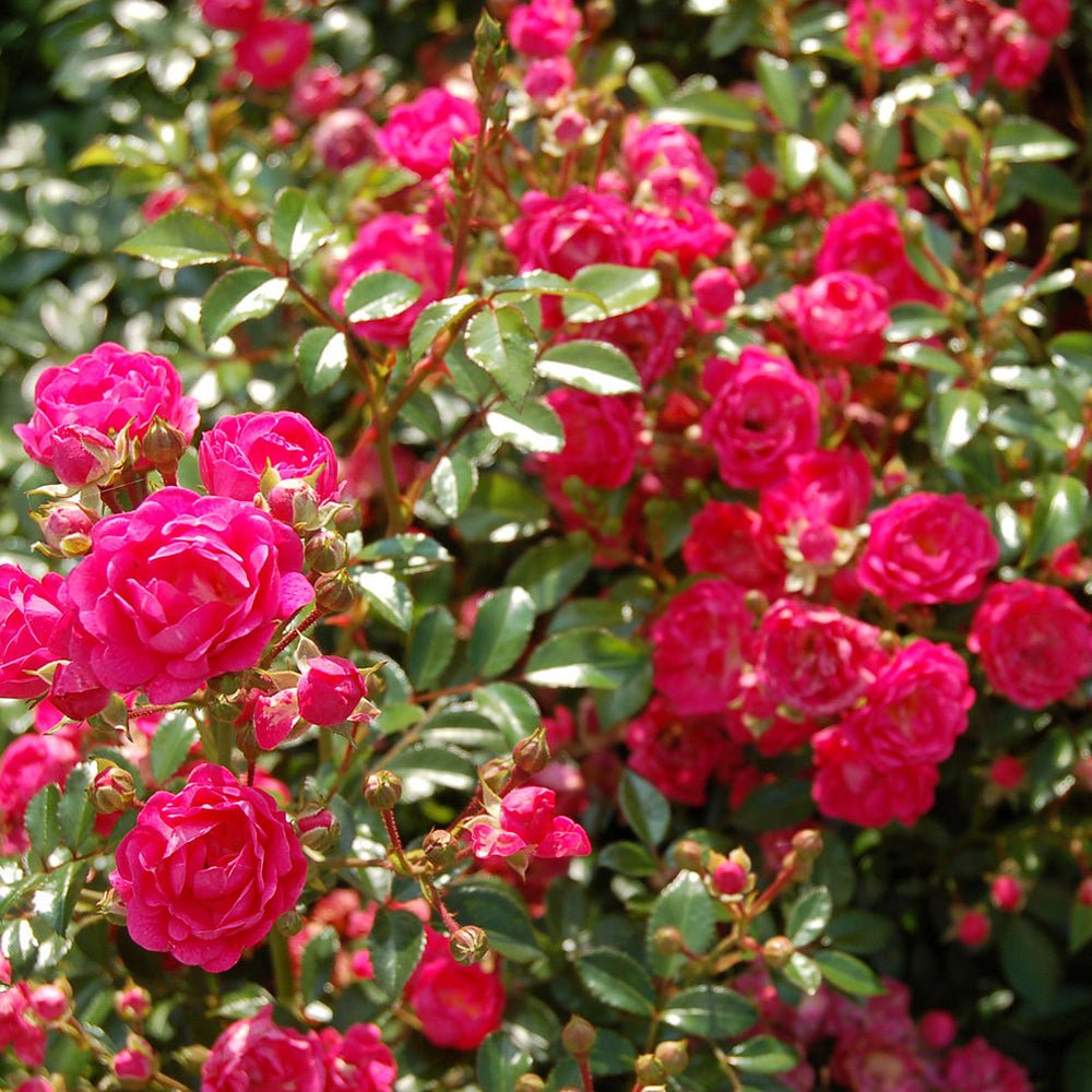 Trandafir Pomisor roz-magenta The Lovely Fairy, inflorire repetata