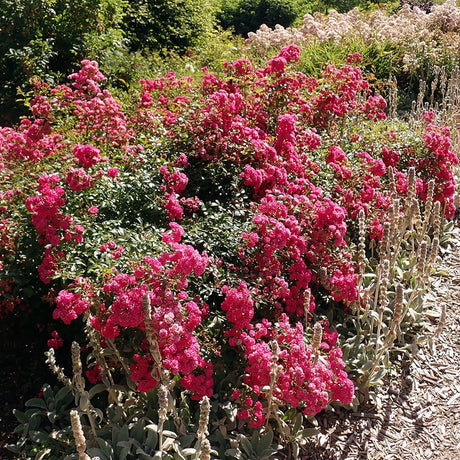 Trandafir tarator roz-magenta The Lovely Fairy, inflorire repetata