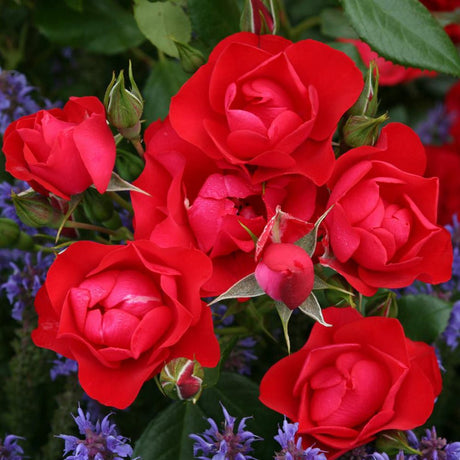 Trandafir Tufa rosu pur Black Forest Rose, inflorire repetata