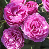Trandafir Tufa violet-roz Carmen Wurth, parfum intens