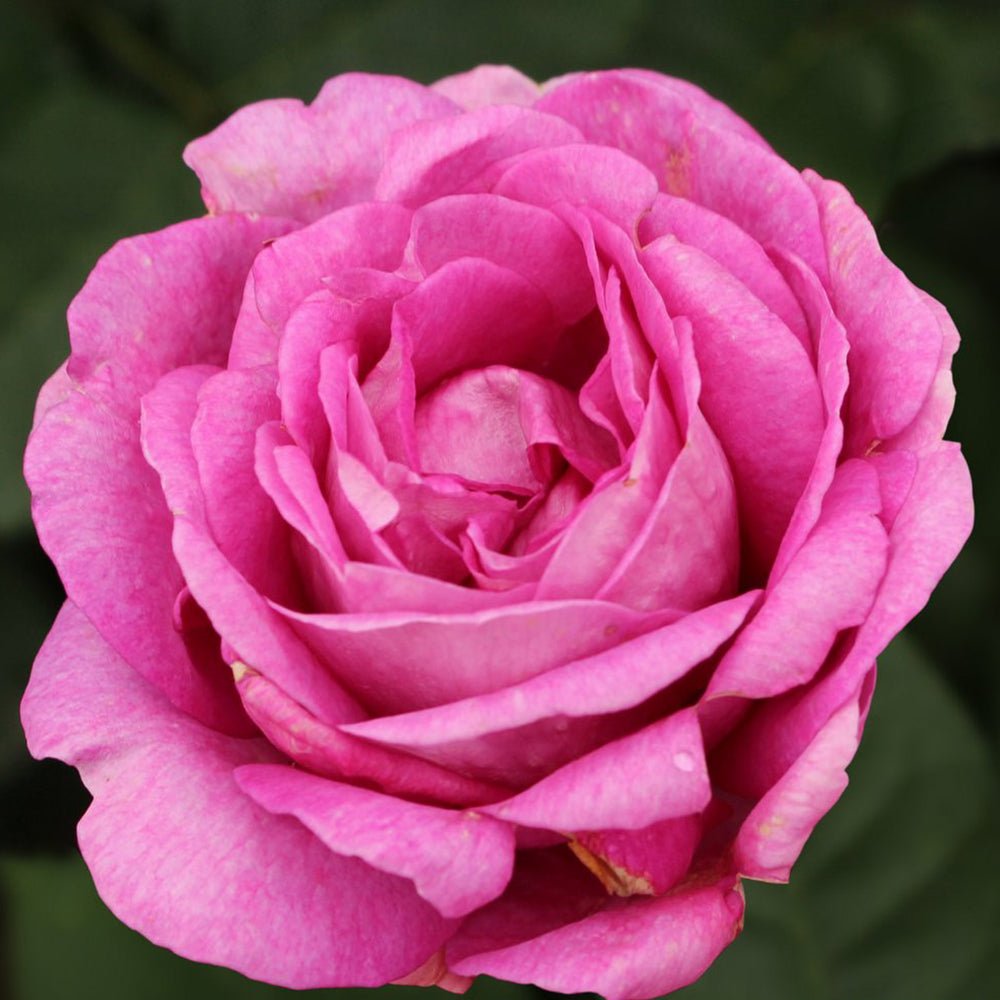 Trandafir Tufa violet-roz Carmen Wurth, parfum intens