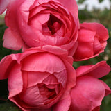 Trandafir Tufa roz-rosiatic Gartenprinzessin Marie-Jose, parfum intens