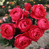 Trandafir Tufa roz-rosiatic Gartenprinzessin Marie-Jose, parfum intens