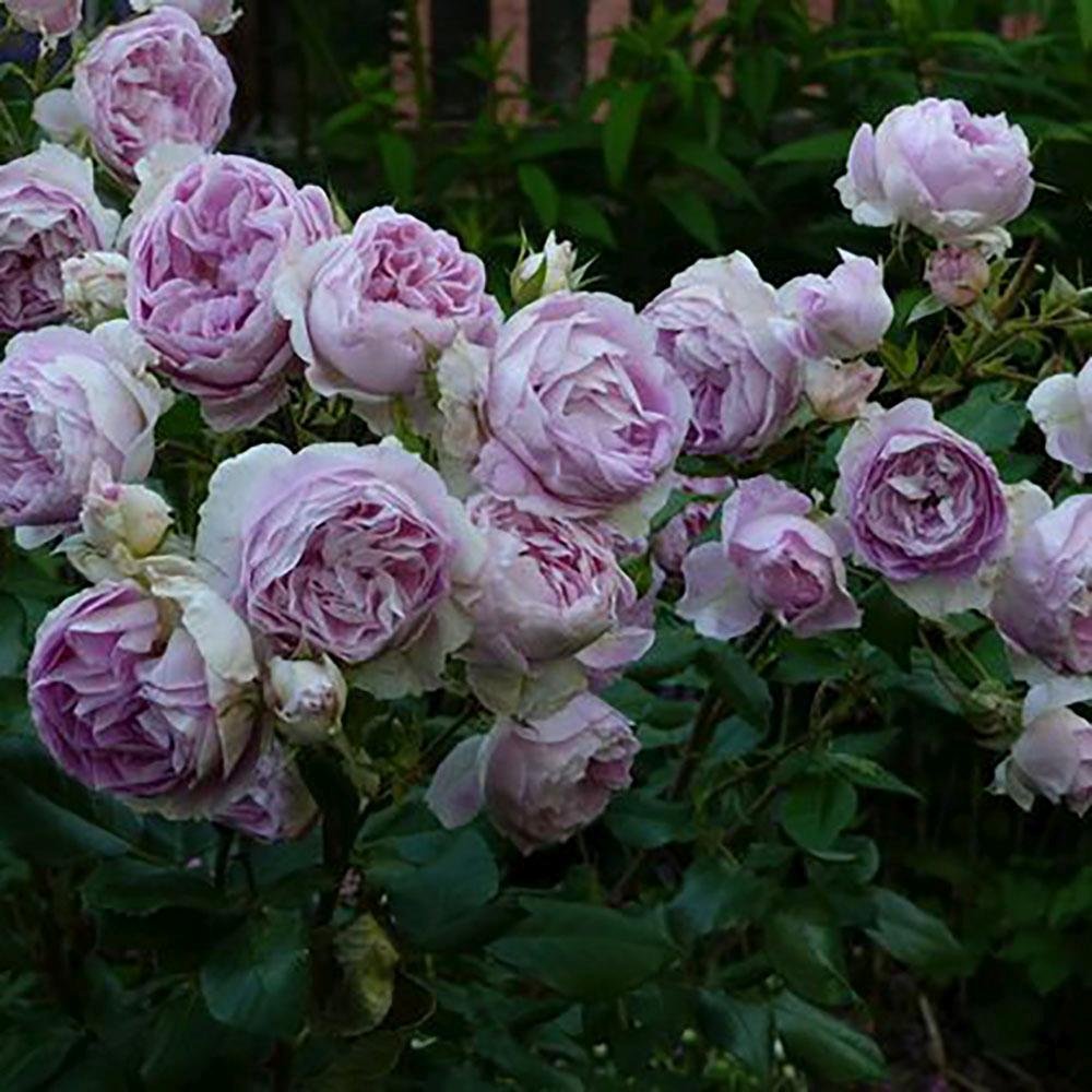 Trandafir Tufa liliachiu-albastru Saphir, parfum intens