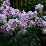 Trandafir Tufa liliachiu-albastru Saphir, parfum intens