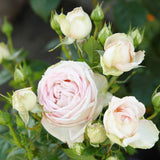 Trandafir Tufa crem-cais Madame Anisette, parfum intens
