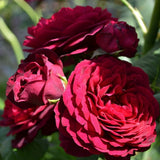 Trandafir Tufa rosu-bordeaux Astrid Von Hardenberg, parfum intens