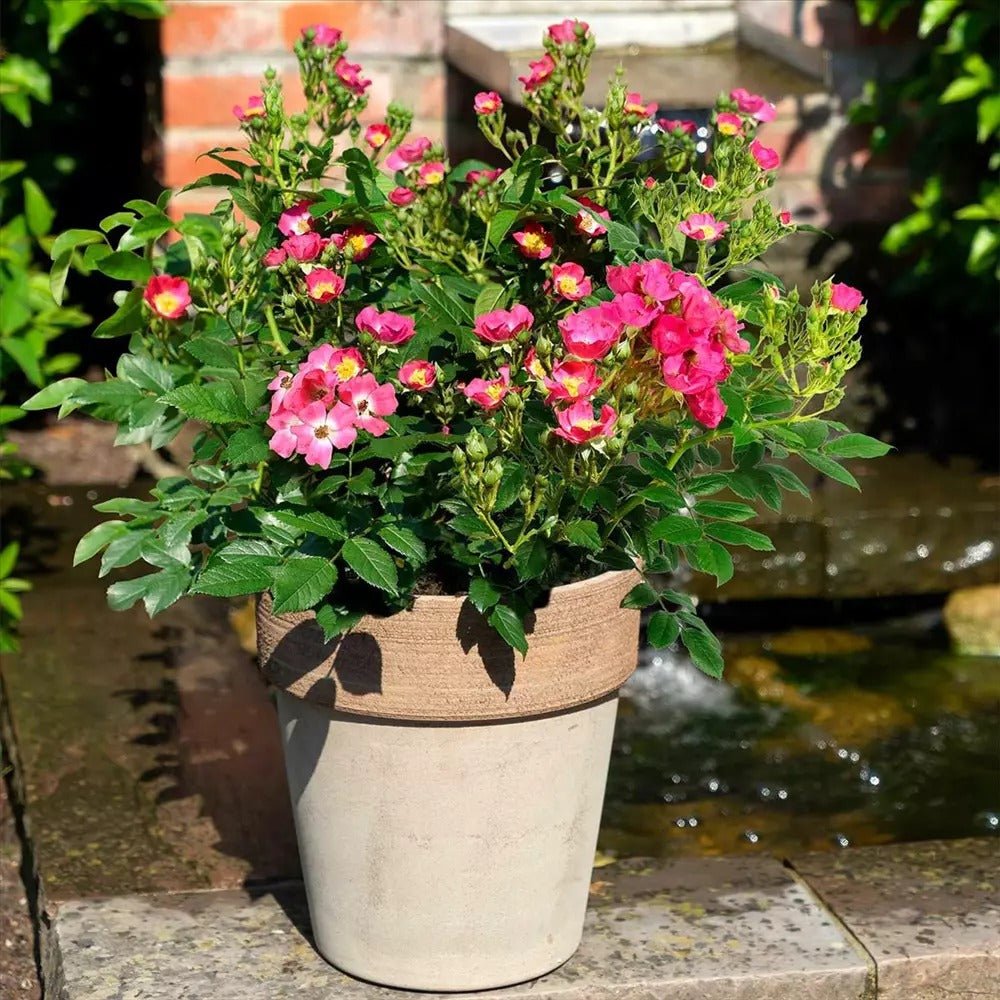 Trandafir Tufa roz-inchis Rosy Boom, cu inflorire repetata