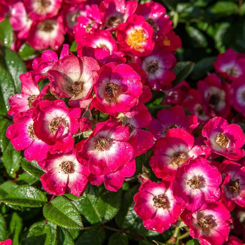 Trandafir Tufa roz-inchis Rosy Boom, cu inflorire repetata
