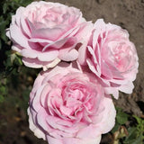 Trandafir Tufa roz-portelan Koenigin Marie, parfum intens