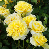 Trandafir Tufa galben Sterntaler, parfum intens