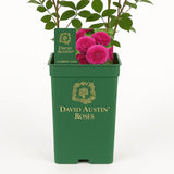 Trandafir englezesc David Austin Rosa Gabriel Oak, flori roz magenta intens intens, parfumate, rezistent la frig, inflorire continua