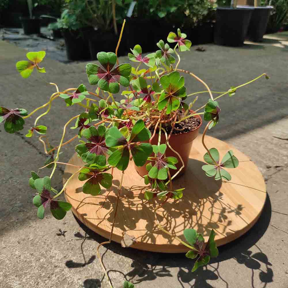 Trifoi Nobil Iron Cross (Oxalis triangularis)
