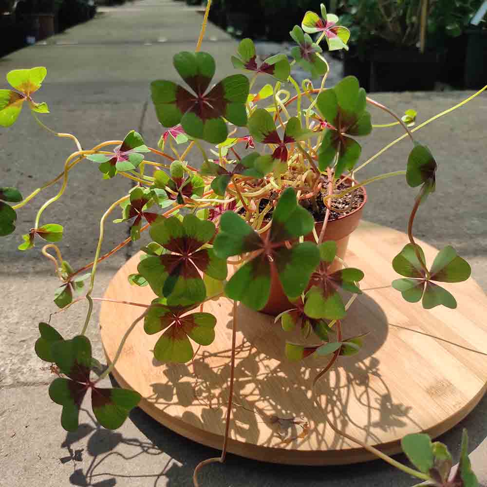 Trifoi Nobil Iron Cross (Oxalis triangularis)