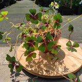 Trifoi Nobil Iron Cross (Oxalis triangularis)